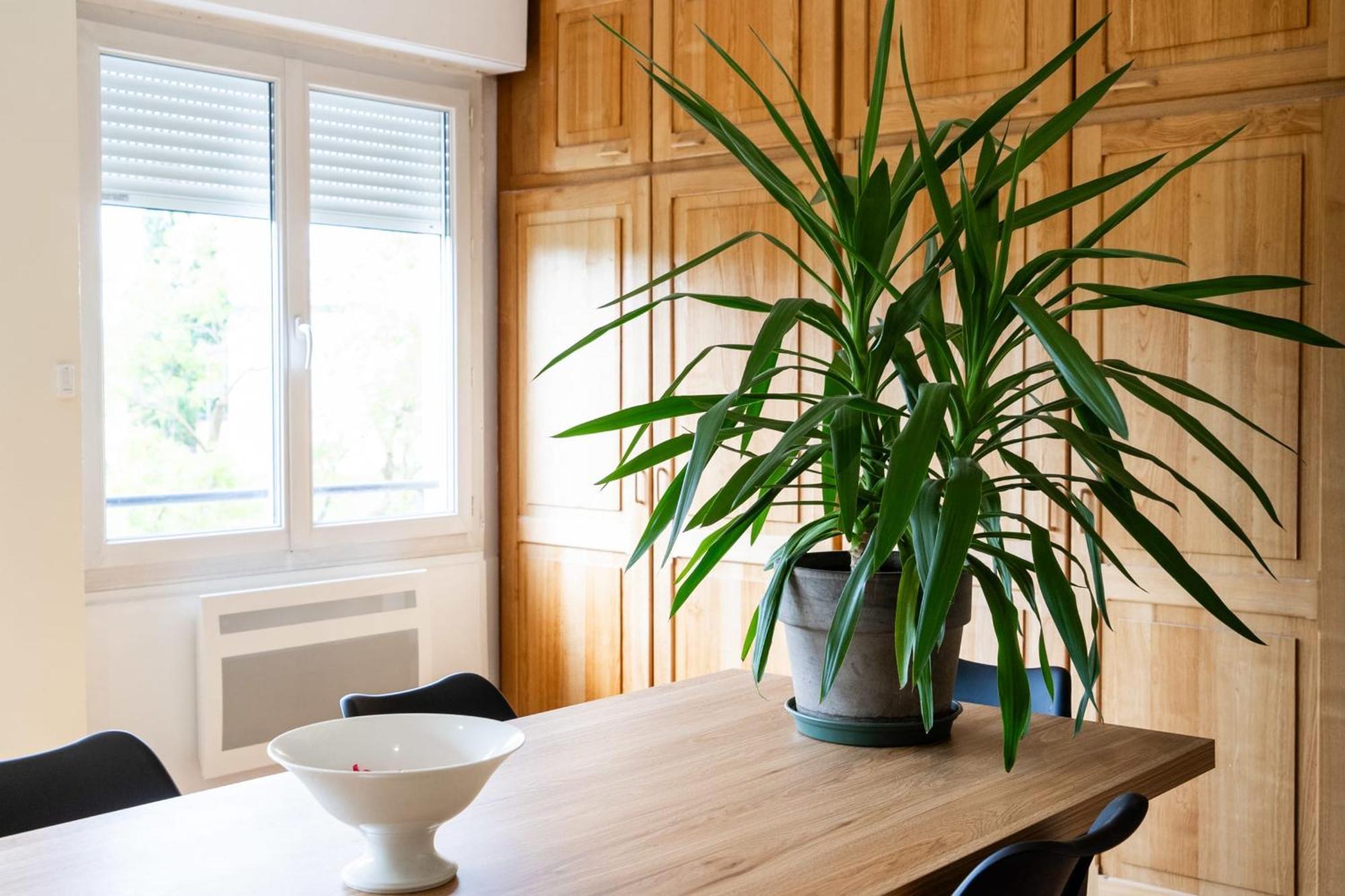 Apartment Bright And Charming 50 M Cocoon Bordeaux