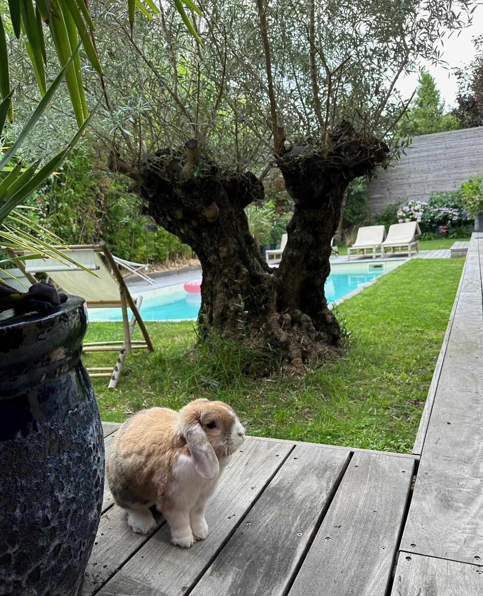 Les Penates Bordelaises - - Casa de hóspedes Bordéus