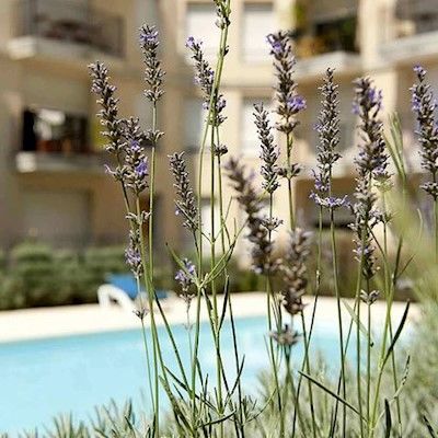 Adagio Access Rodesse Aparthotel 2*