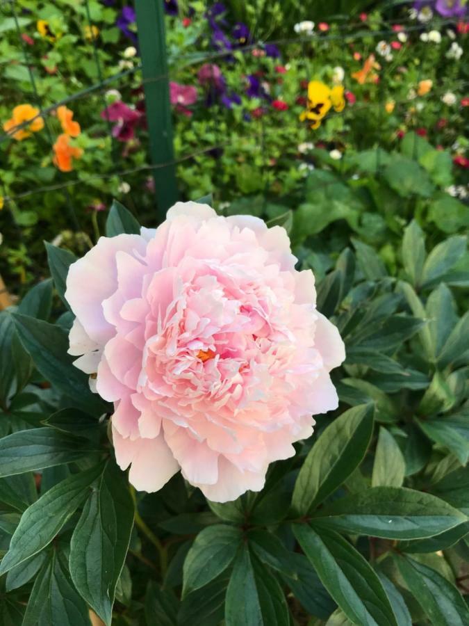 Violette Ở trọ *